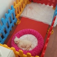 Maltese, Köpek  LIKYA fotoğrafı