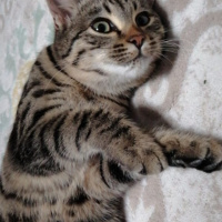 Tekir Kedi, Kedi  minnoş fotoğrafı