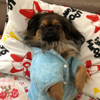 Pekingese, Köpek  Bıdık fotoğrafı