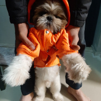 Shih Tzu, Köpek  Tanjant fotoğrafı