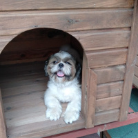 Shih Tzu, Köpek  Tanjant fotoğrafı