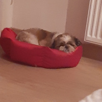 Shih Tzu, Köpek  Tanjant fotoğrafı