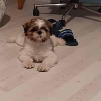Shih Tzu, Köpek  Tanjant fotoğrafı