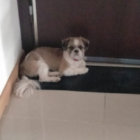 Shih Tzu, Köpek  Tanjant fotoğrafı