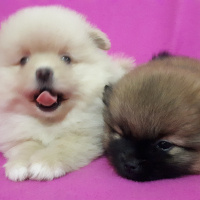 Pomeranyalı, Köpek  Jerry fotoğrafı