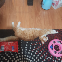 Sarman, Kedi  Garfild fotoğrafı