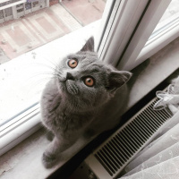 British Shorthair, Kedi  Midas fotoğrafı