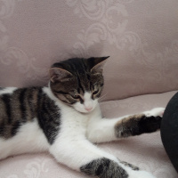 Tekir Kedi, Kedi  Çakıl fotoğrafı