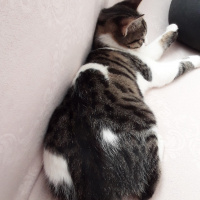 Tekir Kedi, Kedi  Çakıl fotoğrafı