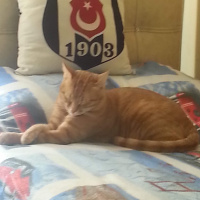 Tekir Kedi, Kedi  Marlenko fotoğrafı