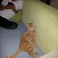 Tekir Kedi, Kedi  Marlenko fotoğrafı