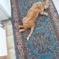 Tekir Kedi, Kedi  Marlenko fotoğrafı