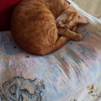 Tekir Kedi, Kedi  Marlenko fotoğrafı