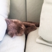 Scottish Fold, Kedi  Mavi fotoğrafı