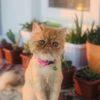 İran Kedisi (Persian), Kedi  Tarçın fotoğrafı