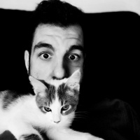 Tekir Kedi, Kedi  Aşil fotoğrafı