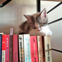 Tekir Kedi, Kedi  Aşil fotoğrafı