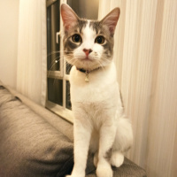 Tekir Kedi, Kedi  Aşil fotoğrafı
