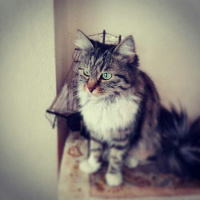 Tekir Kedi, Kedi  Yaramaz (Zilli) fotoğrafı