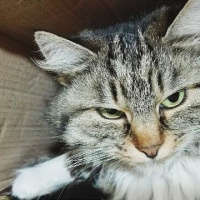 Tekir Kedi, Kedi  Yaramaz (Zilli) fotoğrafı