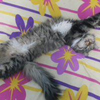 Tekir Kedi, Kedi  Yaramaz (Zilli) fotoğrafı