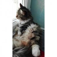 Tekir Kedi, Kedi  Yaramaz (Zilli) fotoğrafı
