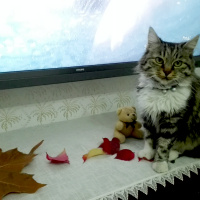 Tekir Kedi, Kedi  Yaramaz (Zilli) fotoğrafı