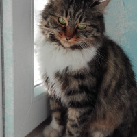 Tekir Kedi, Kedi  Yaramaz (Zilli) fotoğrafı