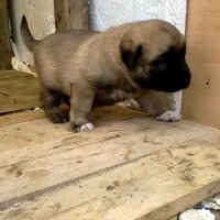 Aksaray Malaklısı, Köpek  BOZO fotoğrafı