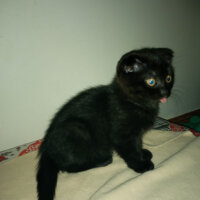 Scottish Fold, Kedi  Dilli fotoğrafı