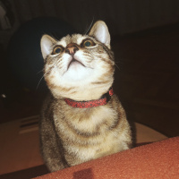 Tekir Kedi, Kedi  Garip fotoğrafı