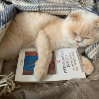 Scottish Fold, Kedi  behlül fotoğrafı