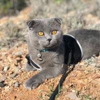 Scottish Fold, Kedi  Zengin fotoğrafı