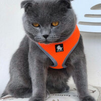 Scottish Fold, Kedi  Zengin fotoğrafı