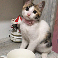 Tekir Kedi, Kedi  Şeftali fotoğrafı