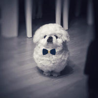 Pekingese, Köpek  Paşa fotoğrafı