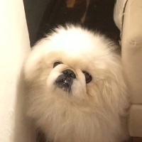 Pekingese, Köpek  Paşa fotoğrafı