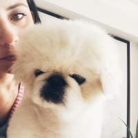 Pekingese, Köpek  Paşa fotoğrafı