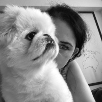 Pekingese, Köpek  Paşa fotoğrafı