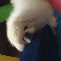 Pekingese, Köpek  Paşa fotoğrafı
