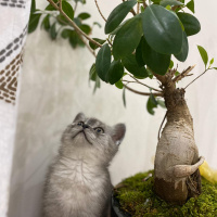 British Shorthair, Kedi  GÜMÜŞ fotoğrafı