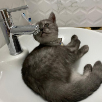 British Shorthair, Kedi  GÜMÜŞ fotoğrafı