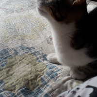 Tekir Kedi, Kedi  Rıfkı fotoğrafı