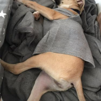 Beagle, Köpek  Henüz ismi yok fotoğrafı