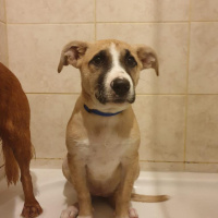 Beagle, Köpek  Henüz ismi yok fotoğrafı