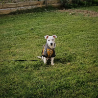 Jack Russell Terrier, Köpek  Odie fotoğrafı