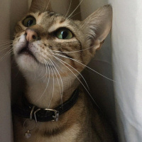 Tekir Kedi, Kedi  Atlas fotoğrafı