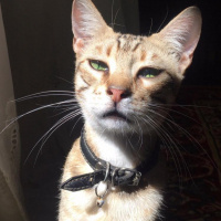 Tekir Kedi, Kedi  Atlas fotoğrafı