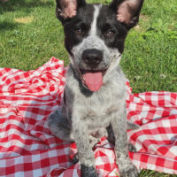 Border Collie, Köpek  Ayaz fotoğrafı