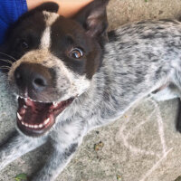 Border Collie, Köpek  Ayaz fotoğrafı